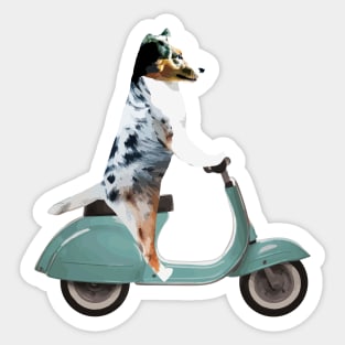 Australian Shepherd on a Scooter Funny Sticker